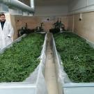 Подвяливание (первичная сушка)